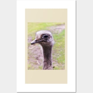 Closeup portrait of common ostrich Posters and Art